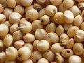 Sorghum
