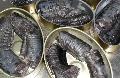 Canned Lamprey