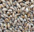 Animal Feed Wheat