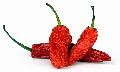 Dried Pepper