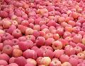 apple-fuji,qinguan,huaniu, gala