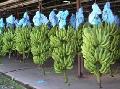 Cavendish banana