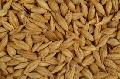 barley grain
