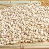 Sorghum