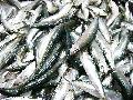 Fresh Frozen Sardine