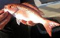 Fresh Forzen CHicharoo (scad) Fish