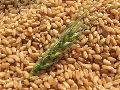 Wheat