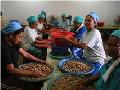 Handpicked Selected Nutmeg