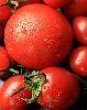 FRESH CHERRY TOMATO