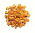 Corn for human and animal consumption