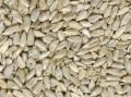 sunflower seed kernel