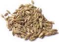 FENNEL