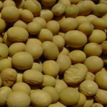 Soy Bean Extract