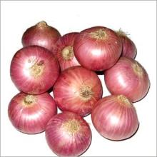Fresh and Dried Onion