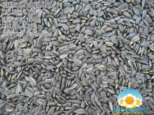 Sell sunflower