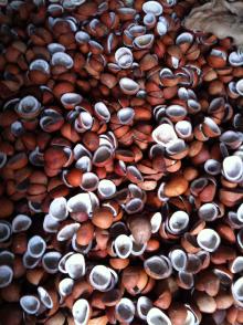 Copra (Dried Coconut separated from shell)