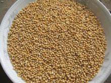 Chinese New Crop Non GMO High Quality Millet In Husk