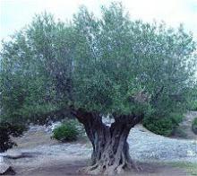 EXTRA VIRGIN GREEK OLIVE OIL