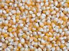Available yellow corn for sale