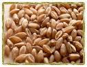 Wheat for sale