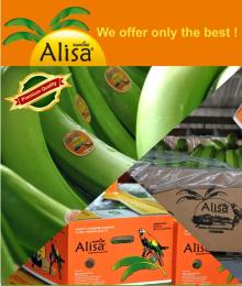fresh cavendish bananas