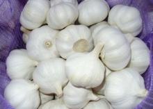 PURE WHITE GARLIC