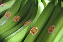 Bananas from Ecuador!