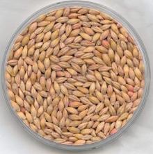 BARLEY