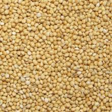 White and Yellow Millet