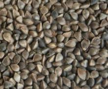 buckwheat