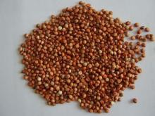 sorghum