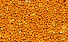 broomcorn millet