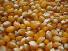 Pop Corn