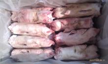 Frozen front feet