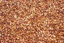 Buckwheat