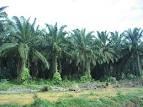 CRUDE PALM OIL FOR SALE