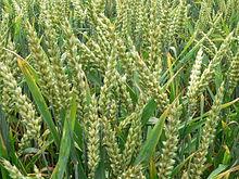 Wheat Offer