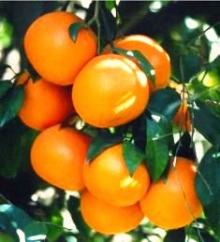 Orange Mandarain (citrus