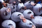 QUALITY TUNA FISH-FRESH CANNED AND DRIED