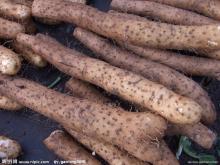 Dioscin ( Wild Yam Extract) 6% 16% 20%