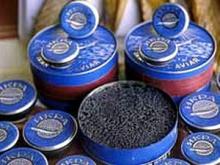 Caviar sturgeon