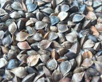 Chinese Inner Mongolia Buckwheat,Factory Supplier