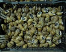 Hibernated snails Helix Aspersa Maxima