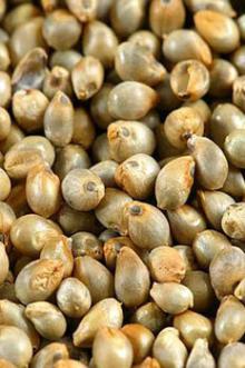 GREEN MILLET