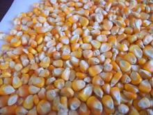 YELLOW MAIZE