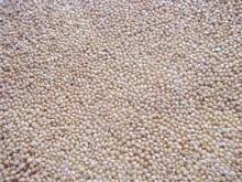 YELLOW MILLET