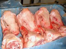 Piglet heads