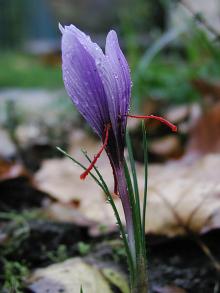 saffron