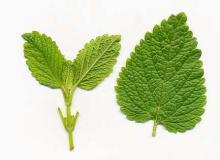 Lemon balm extract