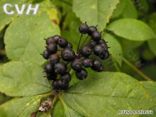 Ginseng extract